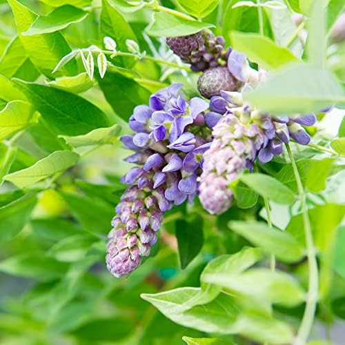 Perfect Plants Amethyst Falls Wisteria Live Plant, 1 Gallon, Vine - Image 4