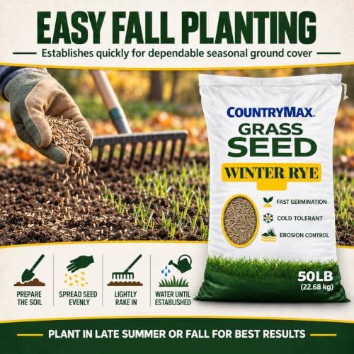 50LB Winter Rye Seed, Fast Growing Cover Crop - Image 3