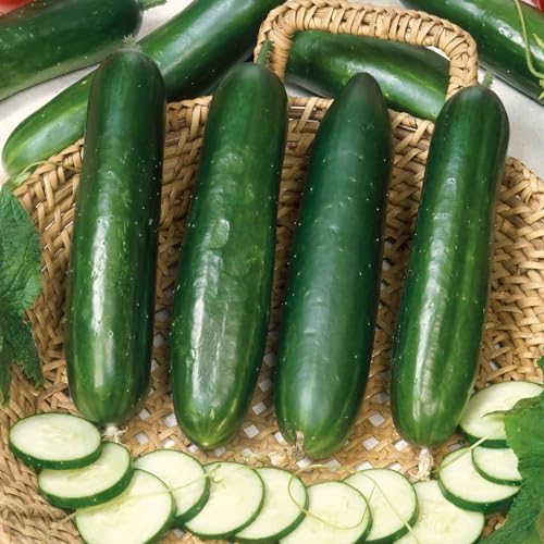 Eden Brothers Cucumber Seeds - Long Green Improved - Image 2