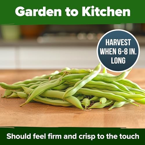 HOME GROWN Contender Bush Bean Seeds, 56+ Seeds, Phaseolus vulgaris - Image 7