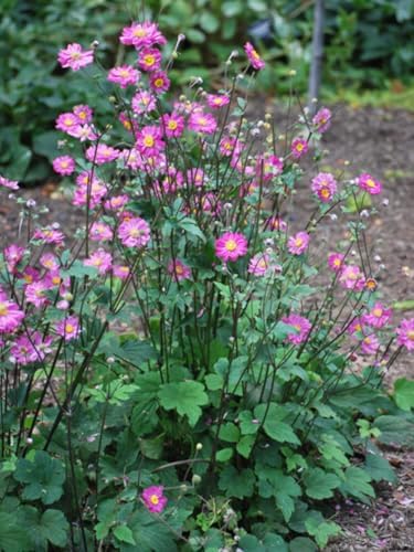 Perennial Farm Anemone x Hybrida 'Pamina' – Live Windflower in #1 Container, Semi-Double Deep Rose-Pink Blooms, Long Blooming, Deer Resistant, Perfect for Borders, Shade & Pollinator Gardens - Image 2