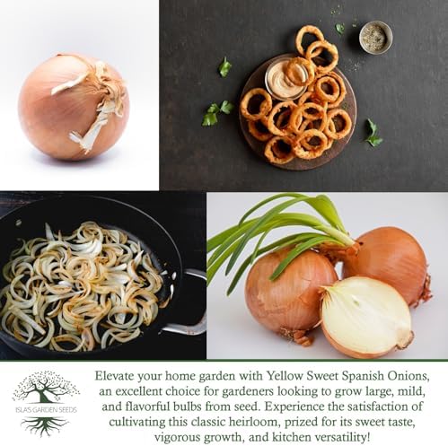 Yellow Sweet Spanish Onion Seeds (Allium cepa) – 750+ Non-GMO Heirloom Seeds by Isla’s Garden Seeds, Mild & Sweet Flavor, Large Golden Bulbs, Excellent for Cooking, Slicing & Storage, Garden Gift Idea - Image 6