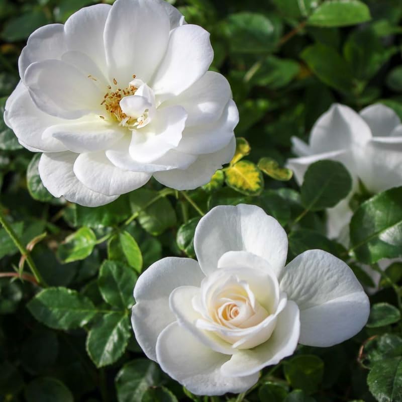 White Climbing Rose Live Plant, Flower, 5-10 Inch Tall - Image 4