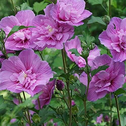 Proven Winners 2 Gal. Dark Lavender Chiffon Rose of Sharon (Hibiscus) Shrub - Image 4