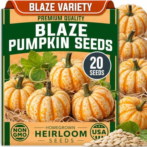 20 Blaze Mini Pumpkin Seeds | Orange Striped Miniature Pumpkin Seeds by CZGrain