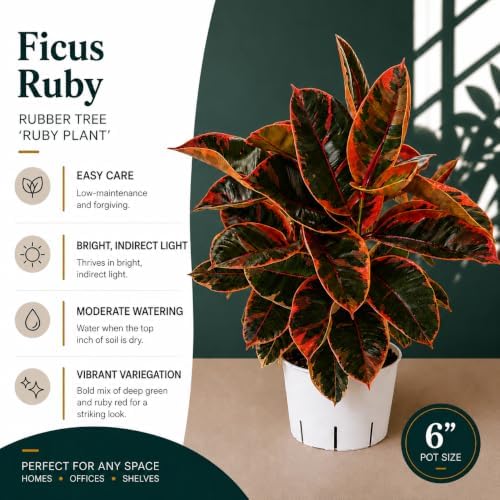 Large Ficus Ruby Live Plant, Indoor Plant, Live Houseplants, Ficus Plant for Home Decor, Colorful Indoor House Plant - Image 3