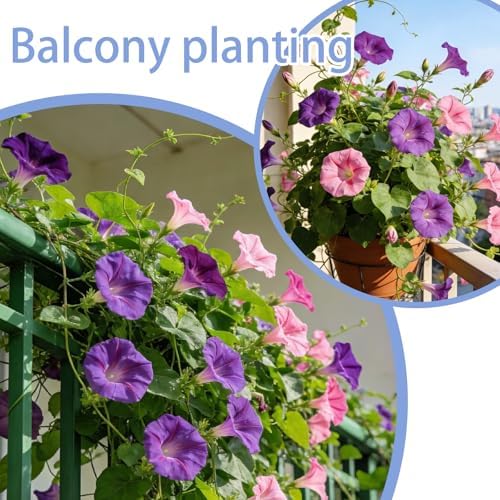 Morning Glory Seed for Planting Outdoor, Classic Trellis Climber, 300 Seeds - Image 6