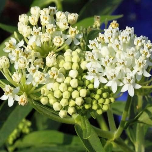 White Milkweed Live Plants - Pack of 2 - Butterfly Milkweed Plants - Monarch Butterfly Attractant - Perennial Blooms - Ideal for Gardens and Pollinator Habitats - Asclepias incarnata - Image 5