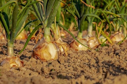 Root Vegetable Seed Set - 7 Varieties of Non-GMO Heirloom Premium Seeds for Planting - Onions, Carrot, Radish, Beet, and Turnip - Image 5