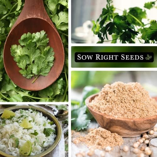 Sow Right Seeds - Cilantro Seed for Planting Outdoors Coriander Herbs - Image 4