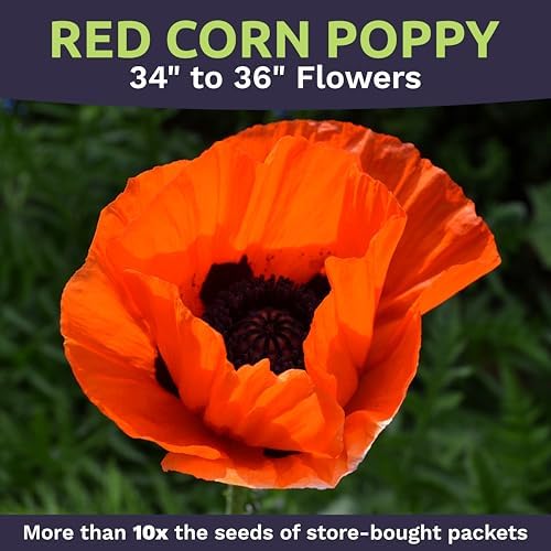 Red Poppy Seeds for Planting - Bulk 1 Pound Bag - Over 3,200,000 Wildflower Seeds - Image 5