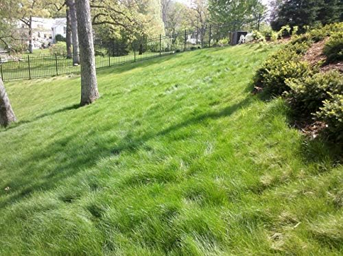 Eco Seed (Low Grow Fescue) Lawn Grass Seed Mix, 5 lb - Image 4