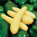 Park Seed Enterprise Hybrid Squash Seeds – Slender Yellow Straightneck Variety, Mild and Creamy-Sweet Flavor, High-Yielding and Widely Adaptable Summer Favorite, Pack of 20 by ParkSeed