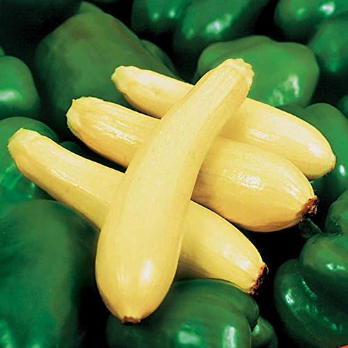 Park Seed Enterprise Hybrid Squash Seeds – Slender Yellow Straightneck Variety, Mild and Creamy-Sweet Flavor, High-Yielding and Widely Adaptable Summer Favorite, Pack of 20 by ParkSeed