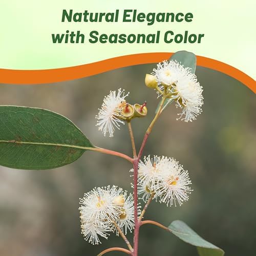 Outsidepride Lemon Bush Eucalyptus Seeds - 50 Pcs. Perennial, Easy to Grow & Drought Tolerant, Flower Seeds for Planting Fragrant, Vibrant Blooms for Landscaping & Pollinator Gardens - Image 6