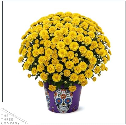 Chrysanthemum (Purple Skull Deco Pot), Yellow Blooms, Live Fall Flowering Perennial, 15" Tall by 12" Wide in 3 Qt Pot - Image 4