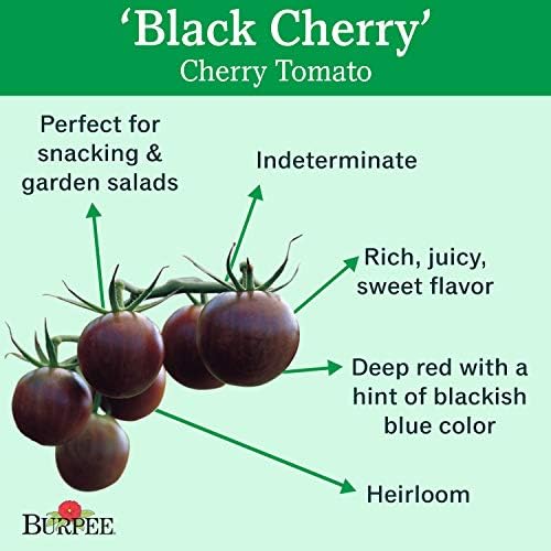 Burpee 'Black Cherry' Tomato, Purple Cherry Tomato, Sweet Rich Flavor, 30 Non-GMO Seeds - Image 2