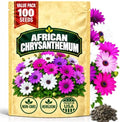 African Chrysanthemum Seeds for Planting, Osteospermum ecklonis, Heirloom Non-GMO African Daisy Cape Marguerite Flower Seeds, High Germination White Daisy-Like Perennial Garden Plant, 100 Count by WilyFox