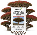 15 Dragon Blood Tree Seeds | Dracaena Cinnabari Exotic Tree Seeds by CZGrain