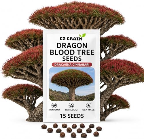 15 Dragon Blood Tree Seeds | Dracaena Cinnabari Exotic Tree Seeds by CZGrain