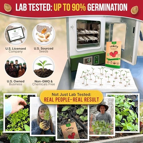 Tomato Large Cherry Seeds Pack 0.8 G - Over 300 of Non-GMO Heirloom Tomato Seeds for Planting Vegetables in Individual Seed Packet, Vegetable Seeds for Planting Home Garden Indoor & Outdoor Gardening - Image 2