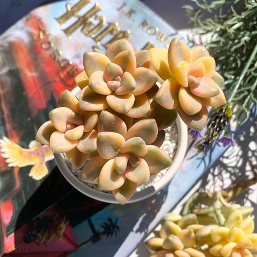 Graptoveria Paraguayense Bernalense Variegated Succulent, 3" Cluster - Image 6