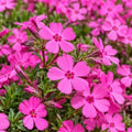 Drummond's Pink Creeping Phlox Ground Cover - Live Plant - 4" Pot by Unknown