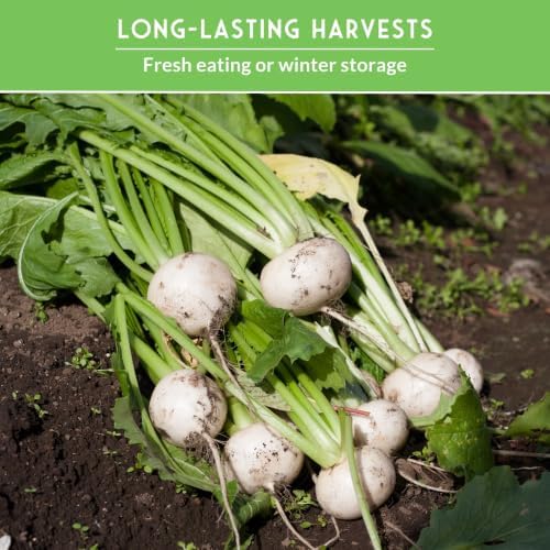 Turnip & Rutabaga Seeds Collection for Planting - Image 5