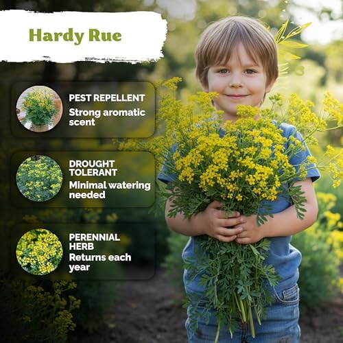 500 Common Rue Heirloom Herb Seeds for Planting, Ruta Graveolens - Image 4