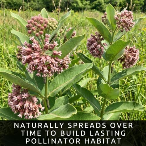 Common Milkweed Seeds for Planting | Monarch Butterfly Flower | 100 Seeds - Image 2