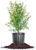 Perfect Plants Russian Pomegranate Tree, 3 Gallon, Live Plant by PerfectPlantsNursery