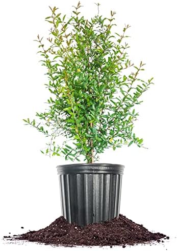 Perfect Plants Russian Pomegranate Tree, 3 Gallon, Live Plant by PerfectPlantsNursery