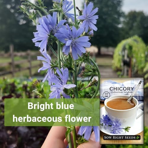 Sow Right Seeds - Chicory Seed for Planting Perennial Wildflower Garden 3pk - Image 3