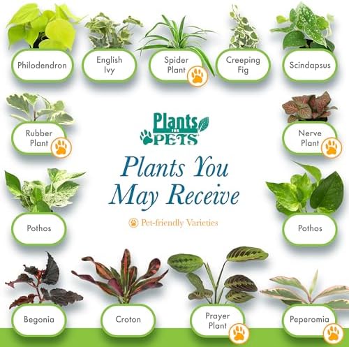 Easy to Grow Live Houseplants (6 Pack), Deluxe Collection of Assorted Air Purifying Indoor Plants, Peperomia, Spider Plants, No Duplicates, Pothos, Easy Plant Care, 2 in Pots, Begonia, Croton - Image 4