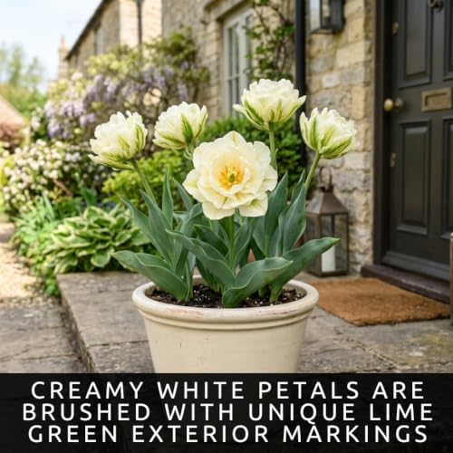 25 Exotic Emperor Tulip Bulbs | White Double Tulips for Spring Gardens - Image 3