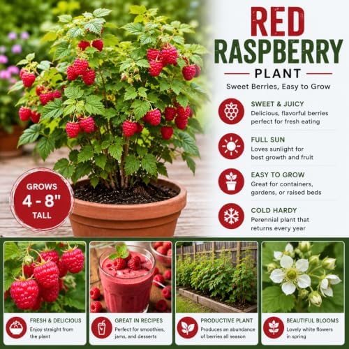 2 Red Raspberry Plants Live, Berry Bush, 4-8" Tall - Image 5