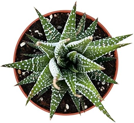 Sprout N Green Haworthia fasciata 'Big Band' Live Succulent Plant - Image 2