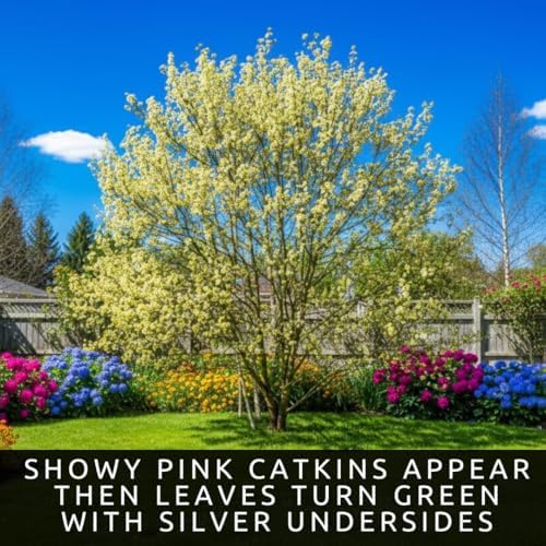 Pink Pussy Willow Tree Cutting – Live Weeping Pussy Willow (Salix) Cutting to Plant – Ornamental Pink Catkin Willow – Fast Rooting Flowering Tree – Cold Hardy Garden Accent – Ready to Grow - Image 4