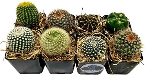 Live Mini Cactus Plants (8 Pack), Assorted Potted Cacti Variety Pack by FatPlantsSanDiego