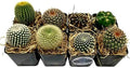 Live Mini Cactus Plants (8 Pack), Assorted Potted Cacti Variety Pack by FatPlantsSanDiego