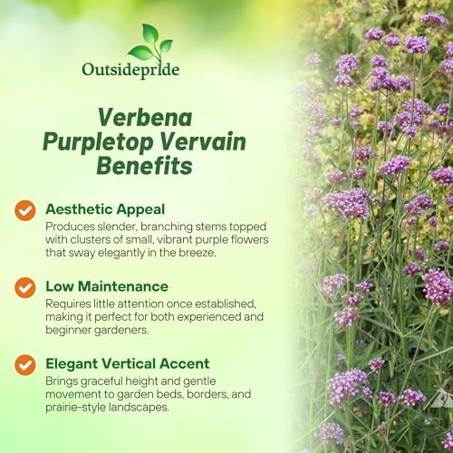 Outsidepride Purpletop Verbena Seeds for Planting - 5000 Pcs. Annual, Drought Tolerant & Easy to Grow, Ground Cover with Fragrant & Vibrant Blooms for Containers, Borders & Pollinator Gardens - Image 3