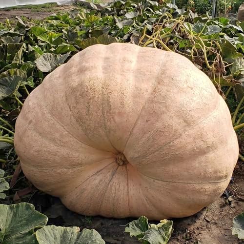 Seed Needs Pacific Giant Pumpkin Seeds to Plant Vegetables - 1 Pack - Image 2