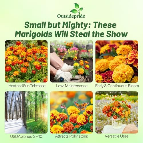 Outsidepride Little Hero Mix French Marigold Seeds - 150 Pcs Annual, Compact, Heat & Drought Tolerant Flower Seeds for Planting w/Attractive Bi-Colored Blooms, Ideal for Vibrant Pollinator Gardens - Image 2