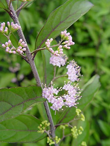 Callicarpa dich. 'Early Amethyst' (Beautyberry) Shrub, pink flowers, #3 - Size Container - Image 4