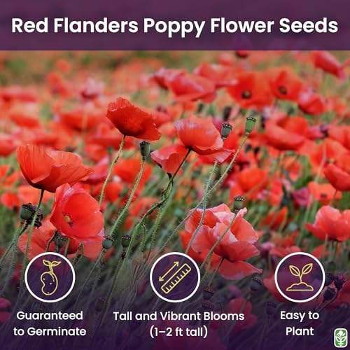 Red Flanders Poppy Seeds for Planting - 50,000+ Fresh Flower Seeds - Grown in the USA - Spring Blooming Wildflower - Image 2
