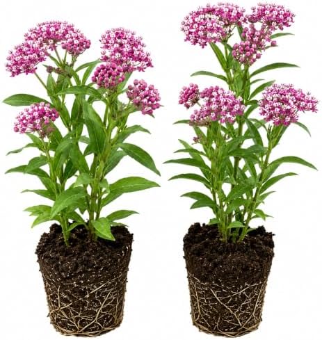 2 Purple Butterfly Milkweed Plants, 4-8" Tall by AKTRD