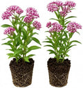 2 Purple Butterfly Milkweed Plants, 4-8" Tall by AKTRD
