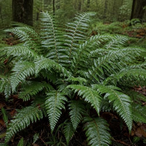 5 Christmas Fern Bare Root Live Plants (Polystichum acrostichoides) - Image 4