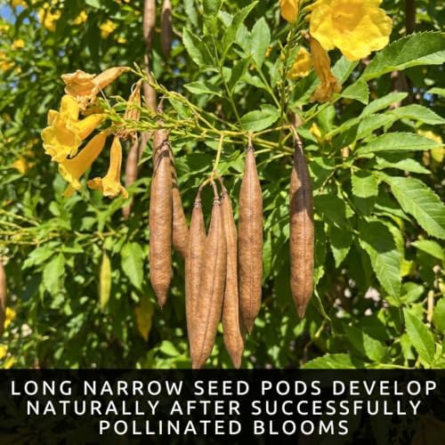 Yellow Trumpetbush Seeds for Planting | 100 Seeds | Bright Yellow Flowers - Image 5
