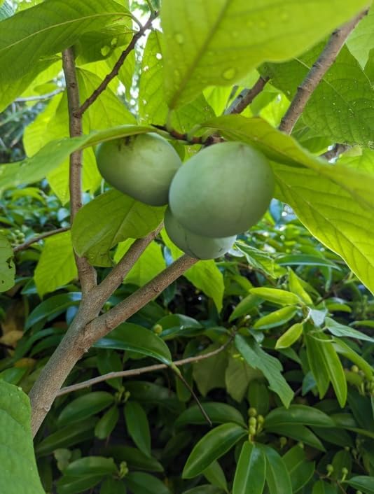 American Paw Paw Tree Live Plant Asimina Triloba Plant Sweet Pawpaw Hardy Banana Tree Ornamental Fruit, 2-3 Ft Tall Gallon Pot, 1-2 Year Old Plant - Image 6